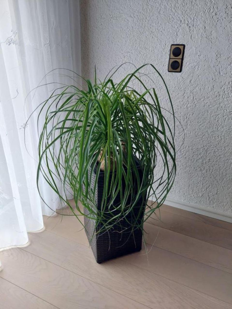 Harzhaus Rauch Apartment Braunlage Cameră foto